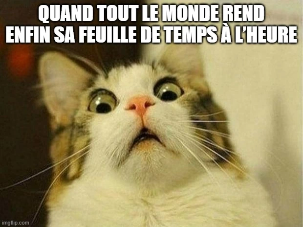 Chat choqué que tout le monde ait enfin soumis sa feuille de temps à l’heure.