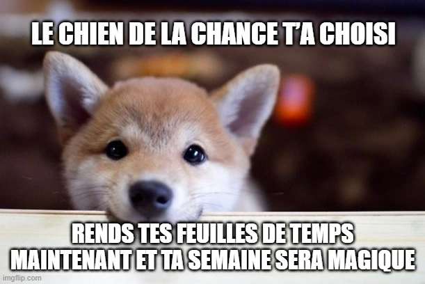Mème du chien porte-bonheur.