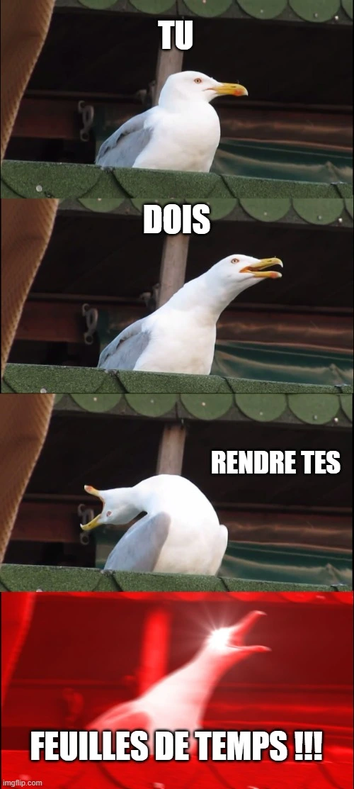 Mouette qui crie pour la remise des feuilles de temps